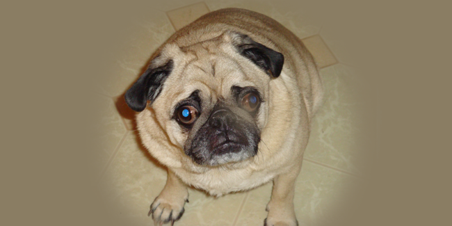 Caesar: In Memoriam - Addison L. Jones Blog - Blydyn Square Books