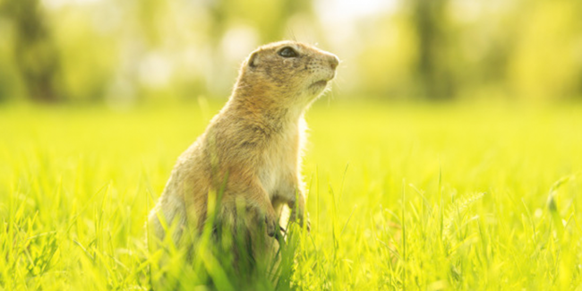 On Groundhogs - Addison L. Jones Blog - Blydyn Square Books