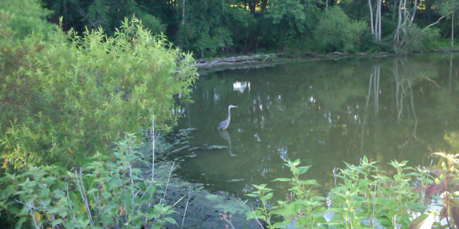 On Blue Herons and Mothers - Addison L. Jones Blog - Blydyn Square Books