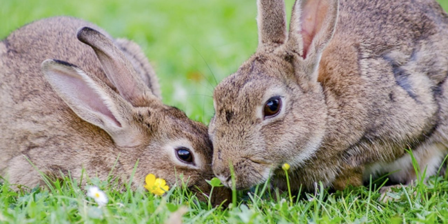 On Animal Cruelty - Addison L. Jones Blog - Blydyn Square Books