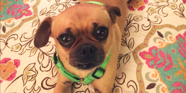 On Mutts - Addison L. Jones Blog - Blydyn Square Books