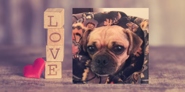 My Dog is not a Racist - Addison L. Jones Blog - Blydyn Square Books