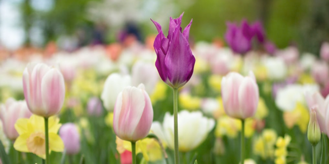 Spring Is Almost Sprung - Addison L. Jones Blog - Blydyn Square Books