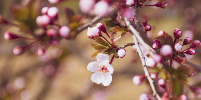 Springtime is the Worst - Addison L. Jones Blog - Blydyn Square Books