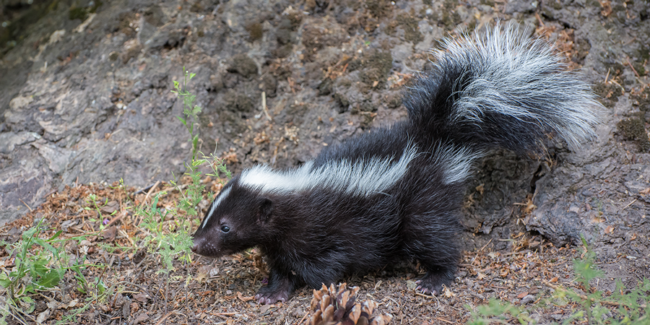 Close Encounters of the Wildlife Kind - Addison L. Jones Blog - Blydyn Square Books