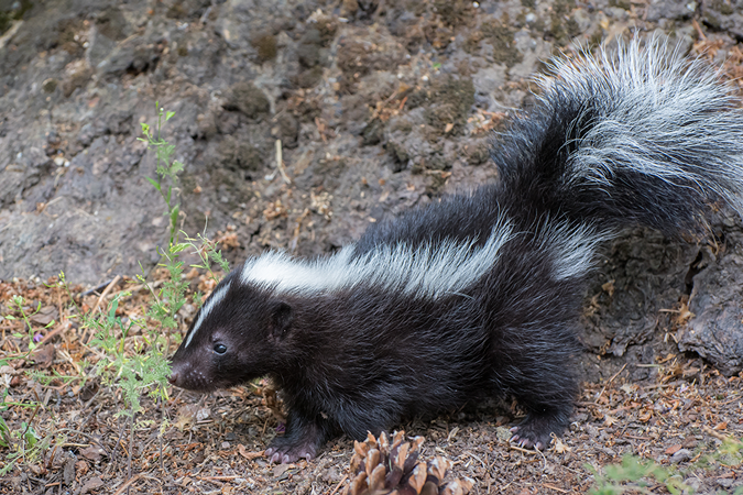 Close Encounters of the Wildlife Kind - Addison L. Jones Blog - Blydyn Square Books