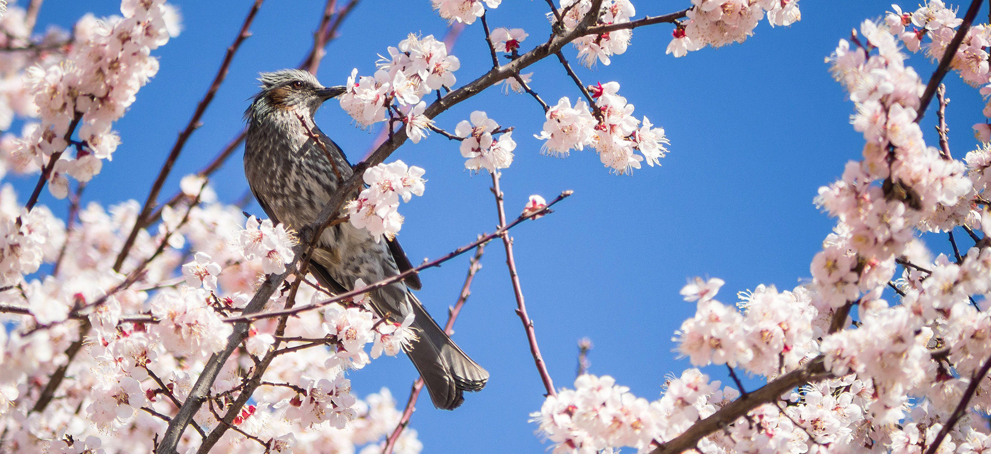 A Bird on a Cherry Tree Petal by Enzo Monteiro