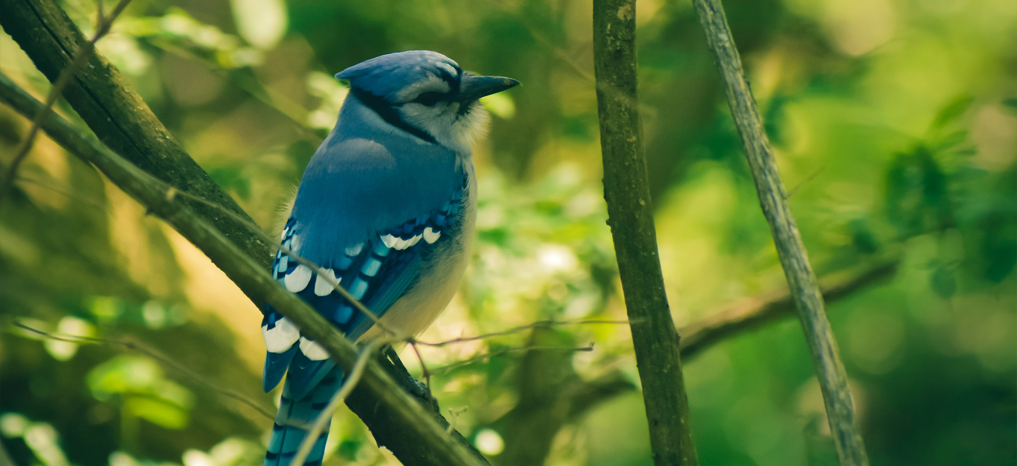 Blue Jay—A Poem by Carrie Birde – Blydyn Square Books